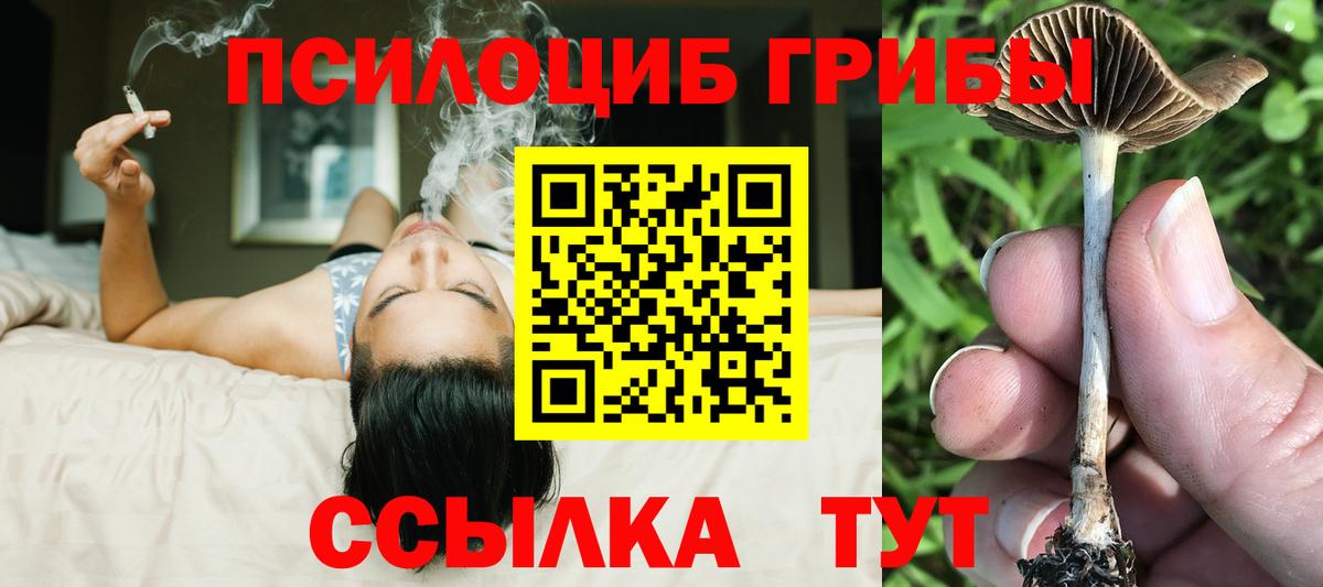Псилоцибиновые грибы Psilocybe Петропавловск-Камчатский